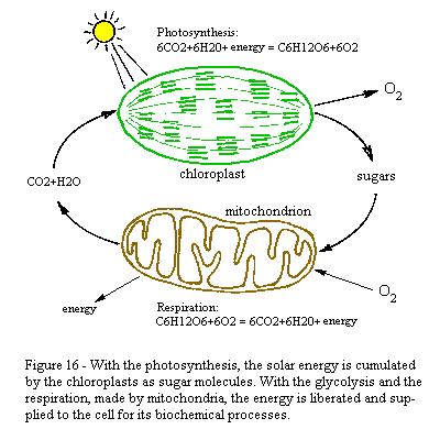 Organisms that use light energy from the sun to produce food autotrophs