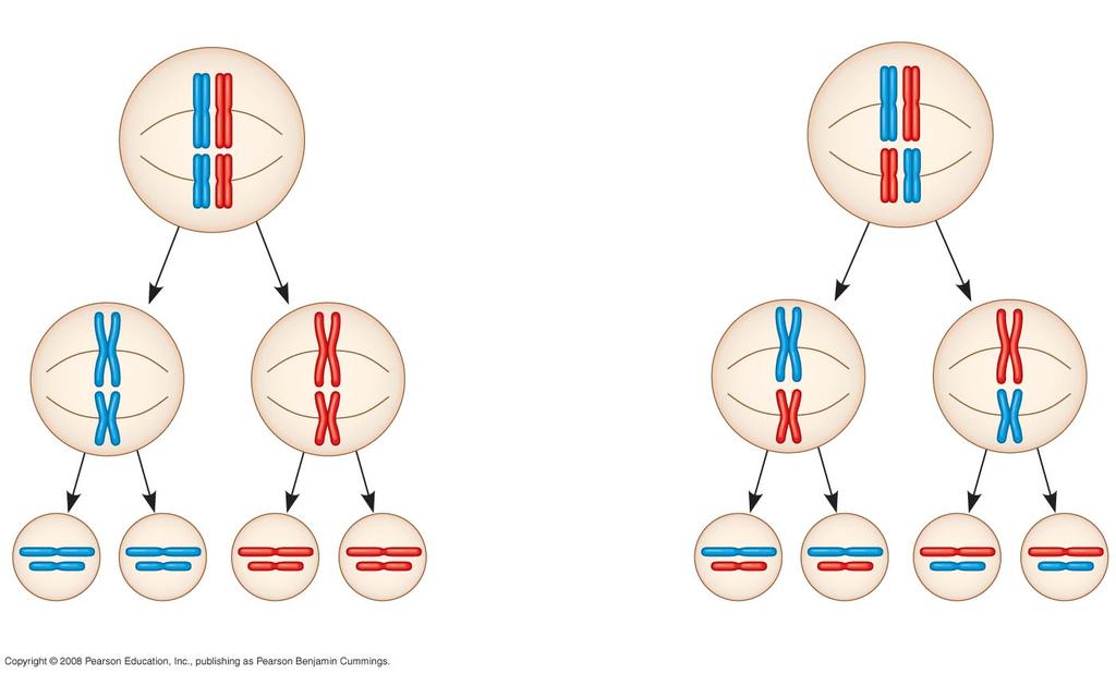 Fig. 13-11-3 Possibility 1 Possibility 2 Two equally probable arrangements of chromosomes at