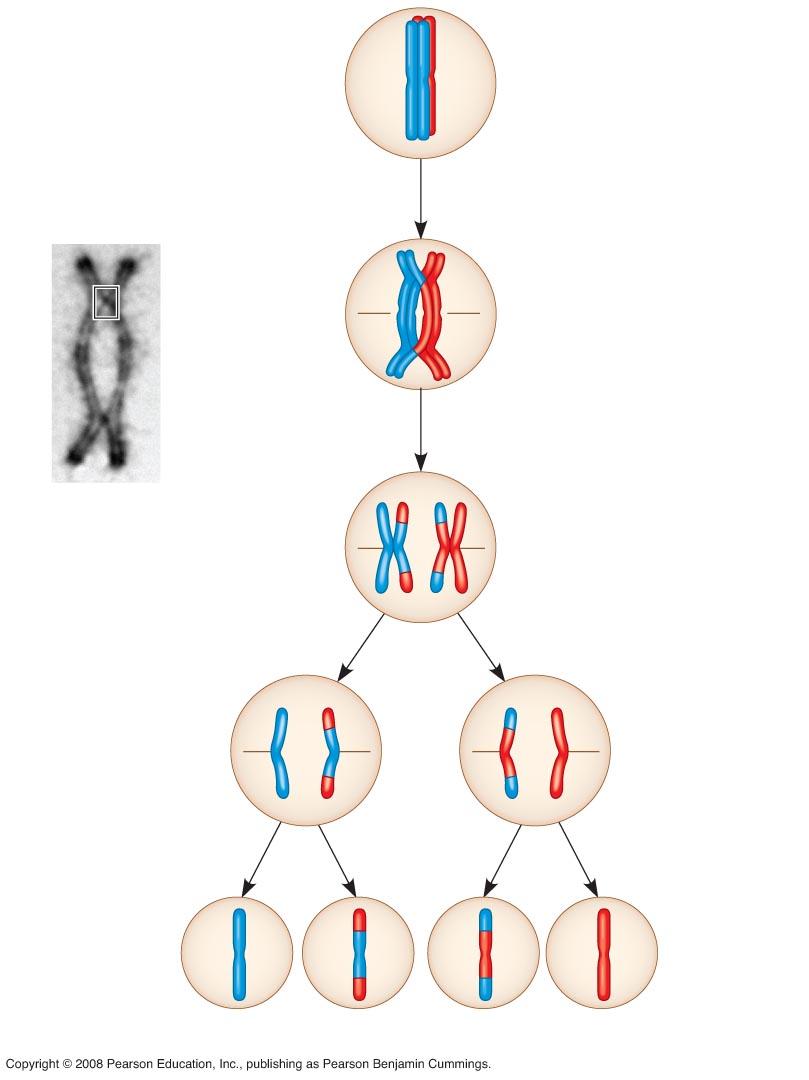 Fig. 13-12-5 Prophase I of meiosis Pair of homologs Chiasma Nonsister chromatids held