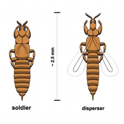 Social aphids & thrips Thrips Behavioral and morphological differences Dispersers & soldiers in