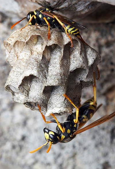 Hymenoptera Numerous origins of eusociality from subsociality.