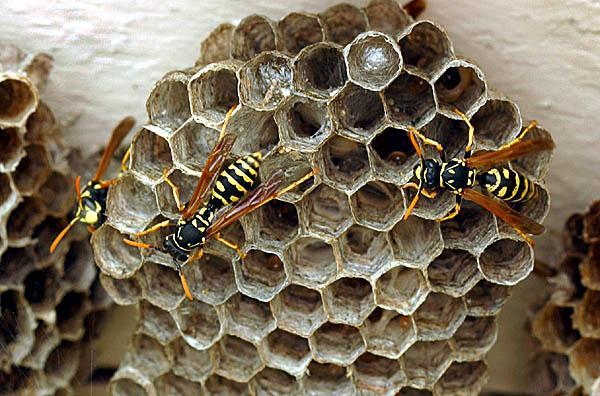: Polistine Wasps, a few others >1 female forms colony Colony lasts 1 yr