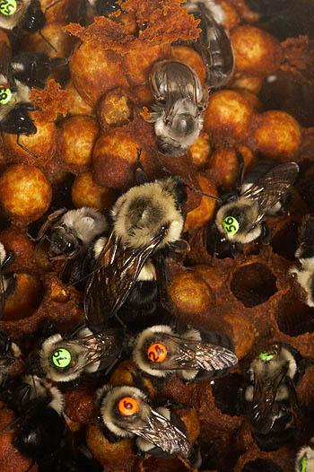 Bumblebees Colony foundation by one or more females