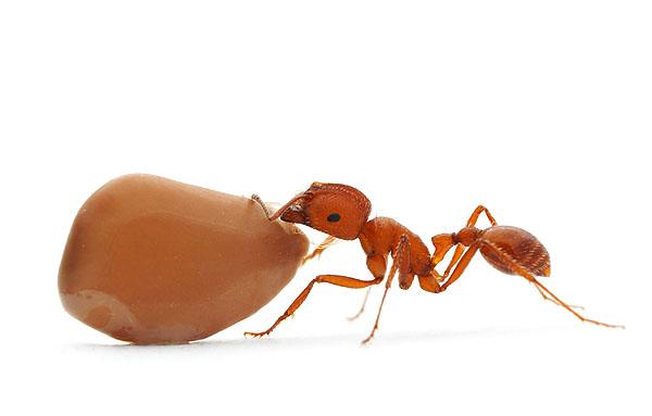 Extreme eusociality: ants (Formicidae) All ants