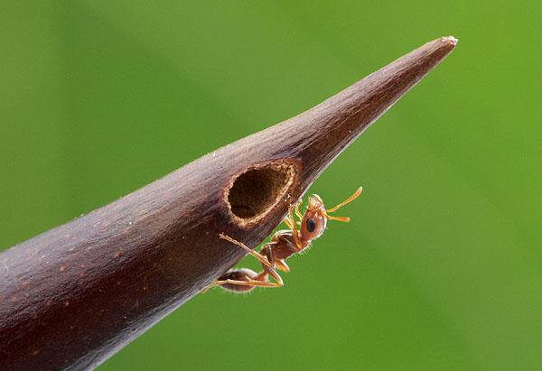 Extreme eusociality: ants
