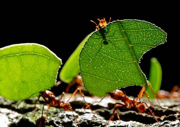Extreme eusociality: ants