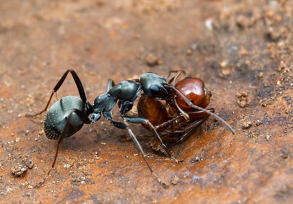 Extreme eusociality: ants (Formicidae) All ants are eusocial Workers may be polyphenic Trophogenic Feeding