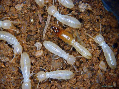 Lower termites Wood-digesting endosymbionts Loose castes, all workers immature