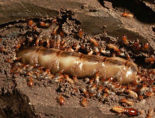 Higher termites: Termitidae No symbiotic flagellates How do they digest
