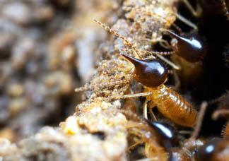 Eusocial Three traits Some individuals in colony reproduce, others sacrifice reproduction