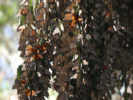 butterflies ladybird beetles