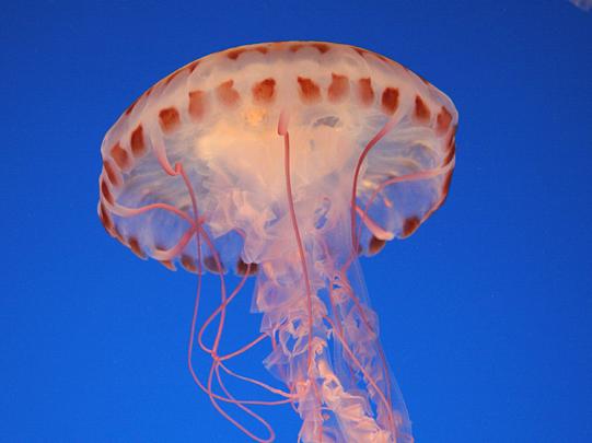 Cnidarians Have tissues Jellyfish, sea anemones,