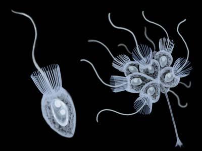 Multicellularity Protists were first to become