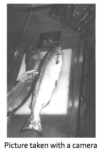 An example* Problem: sor4ng incoming fish on a conveyor belt according to species Assume that we have