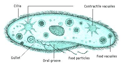 Living Organisms & Genetics Final Exam Review Answers A) Describe the structures and functions of a Euglena.