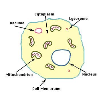 D) Construct an animal cell. Label and describe the major organelles: cell membrane, nucleus, mitochondria, and vacuoles.