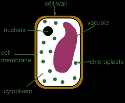 Generates energy for the cell Vacuoles Used for storage of food, waste, water, etc. E) Construct a plant cell.