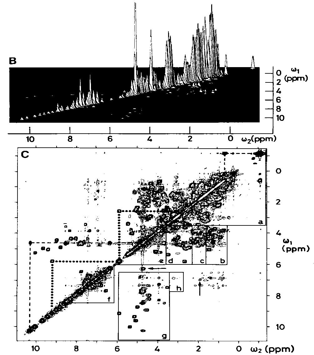 cross-peaks in multidimensional NMR carry structural information Diagonal is closely