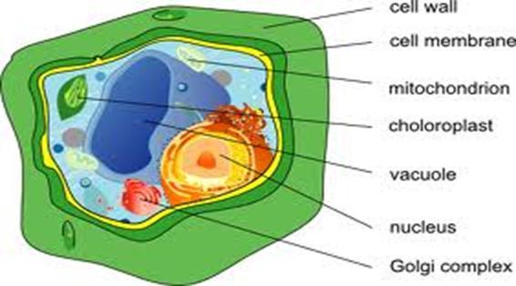 Plant Cell Make-up membrane thin layer just outside the cell wall that is soft which allows some things in to make the plant stronger;