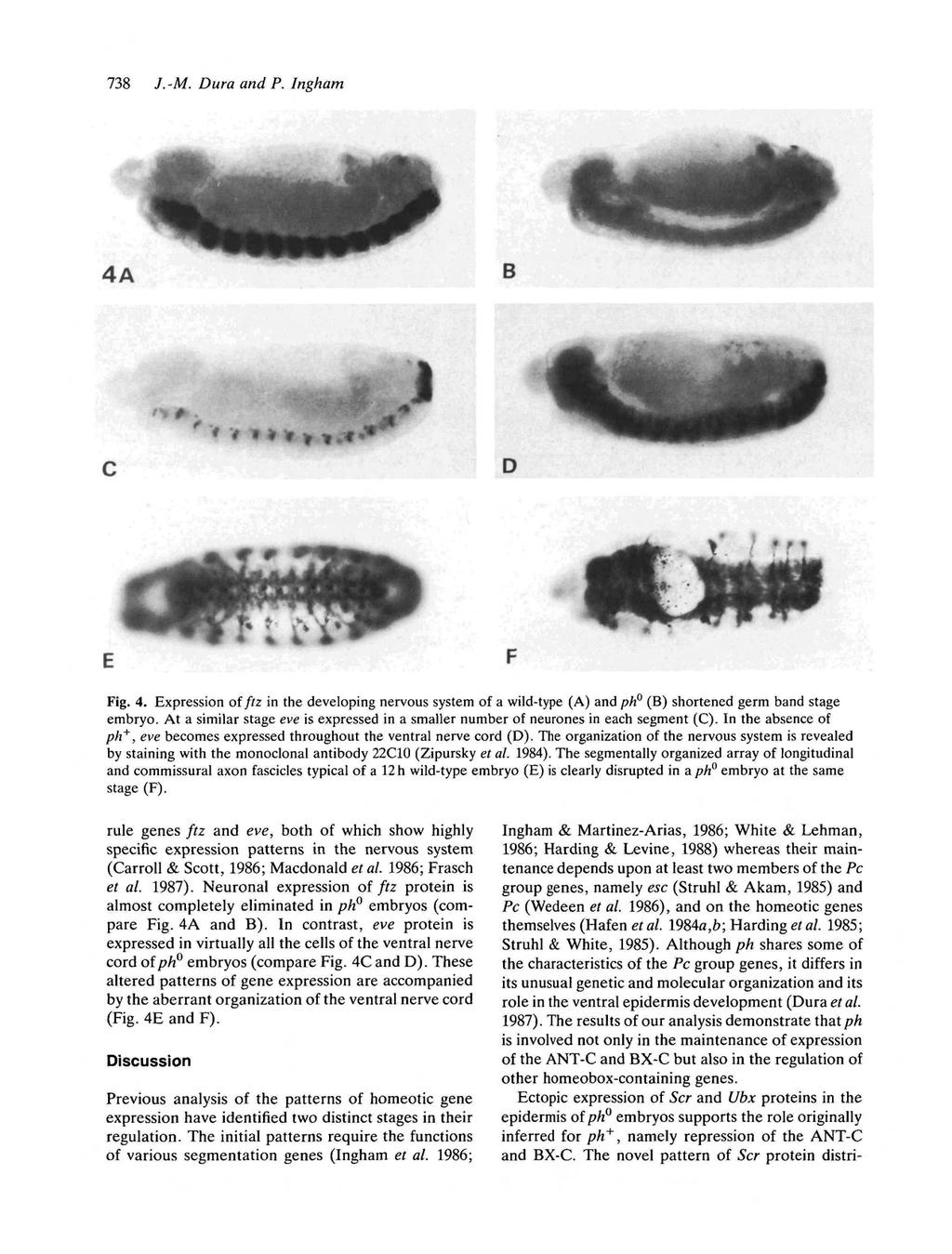 738 J.-M. Dura and P. Ingham 4A B D Fig. 4. Expression of //?z in the developing nervous system of a wild-type (A) and ph (B) shortened germ band stage embryo.