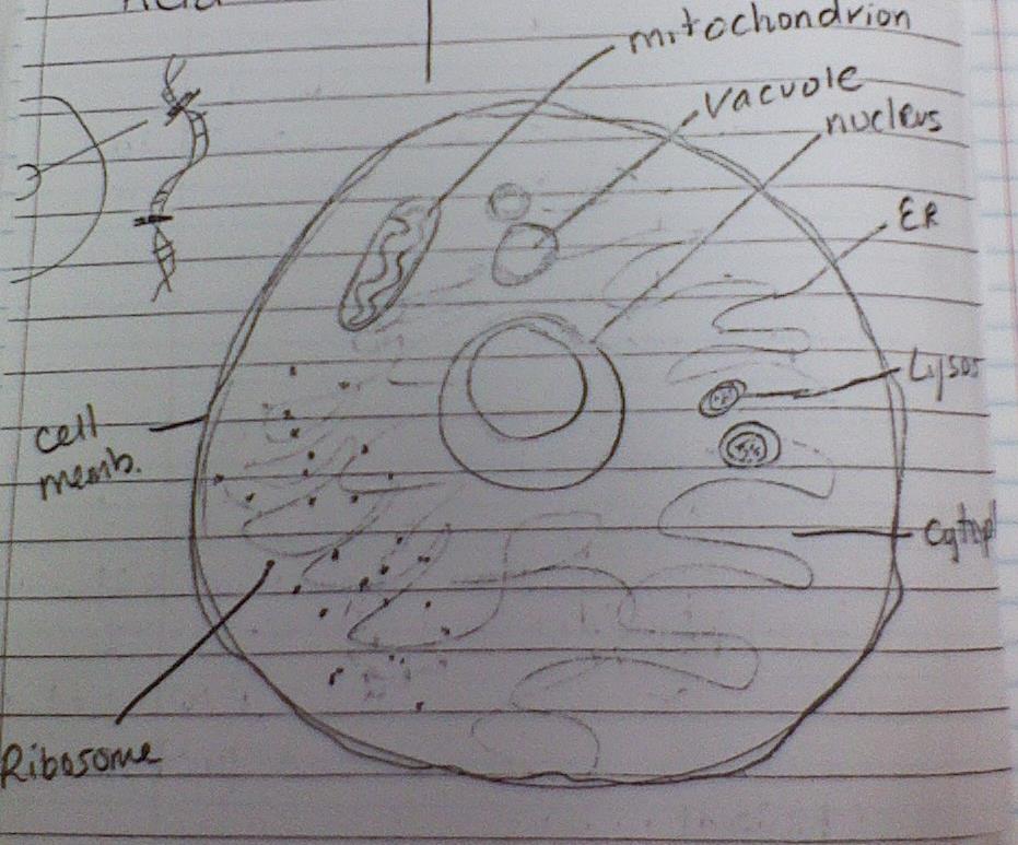 Page 5 (Part 2) Organelles 8. Lysosomes - Digest Food 9.