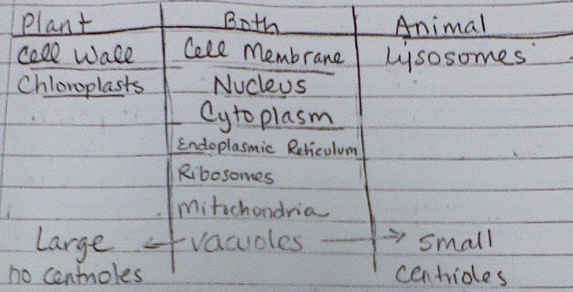 Page 6 Plant Cells vs. Animal Cells SC.6.1.14.