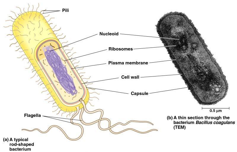 Prokaryotic Cell Structure Copyright 2002