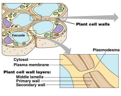Cell wall in some organisms proteins and polysaccharides, in plant cells The extracellular matrix (ECM) proteins and