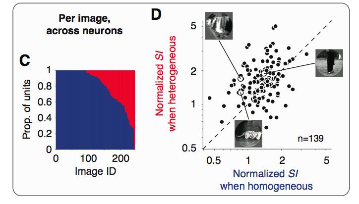 Model predictions for natural images Testing predictions with cortical data Homogeneo d NMR when