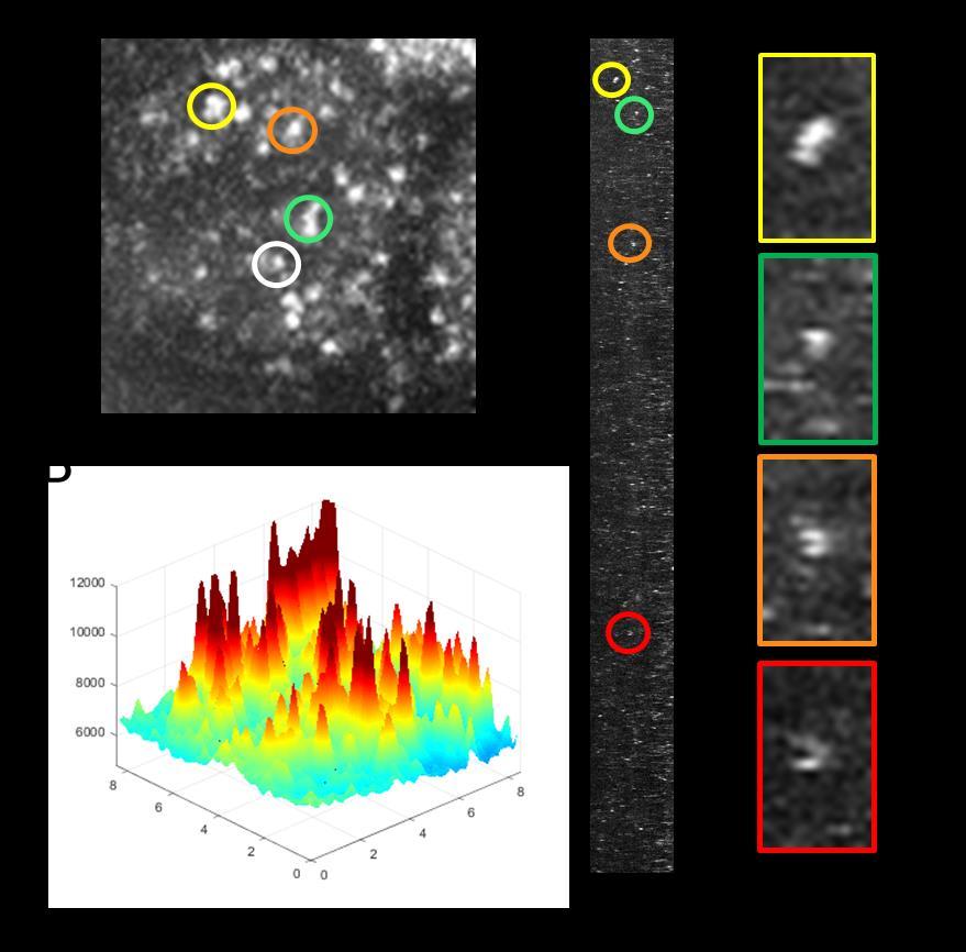 Supplemental Figure S2. Single Molecule Imaging of BCD-eGFP at 100 milliseconds to estimate residence times.