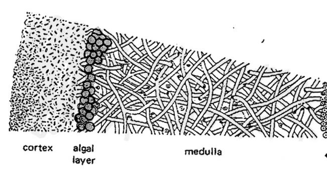 Generalities on Lichens fruticose Crustose / foliose http://www.msu.edu/course/bot/423/plntlist8mosslichen.