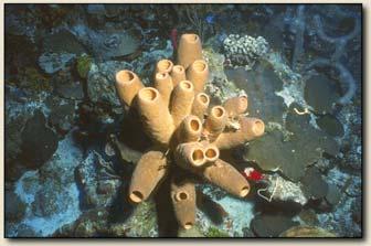 Poriferan diversity - tube sponges Poriferan diversity -