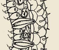 Mollusca Sipuncula Nemertea Brachiopoda Phoronida Bryozoa