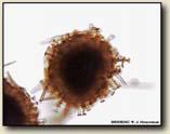 htm 37 Poriferan reproduction Micropyle