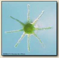 symmetry Porifera Placozoa Cnidaria Ctenophora
