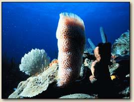 Poriferan diversity glass sponge 22!