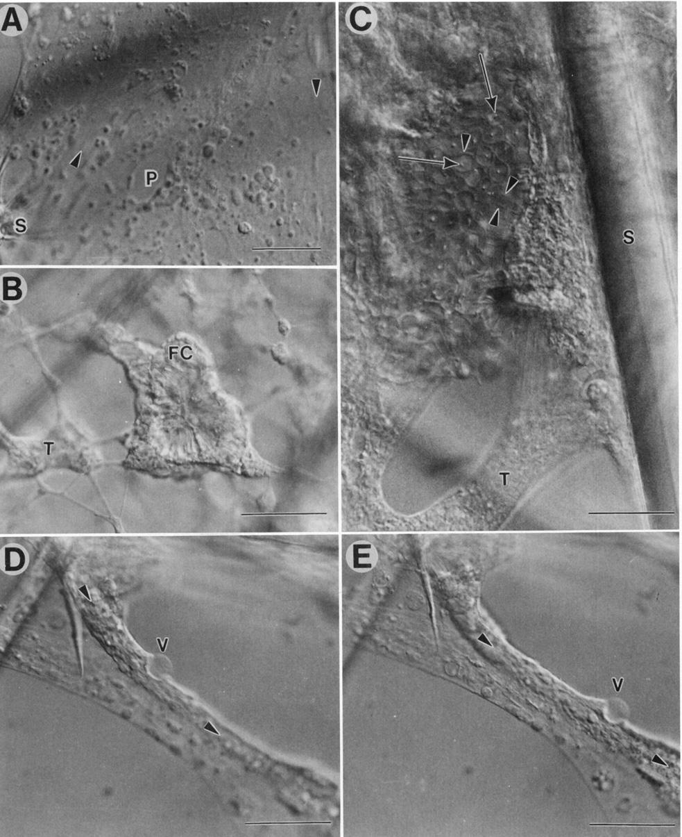 Feeding in a Hexactinellid Sponge 229 Fig. 2. Histology of cultured tissues. A. External membrane with several cytoplasmic streams. Direction of flow is shown with arrowheads.