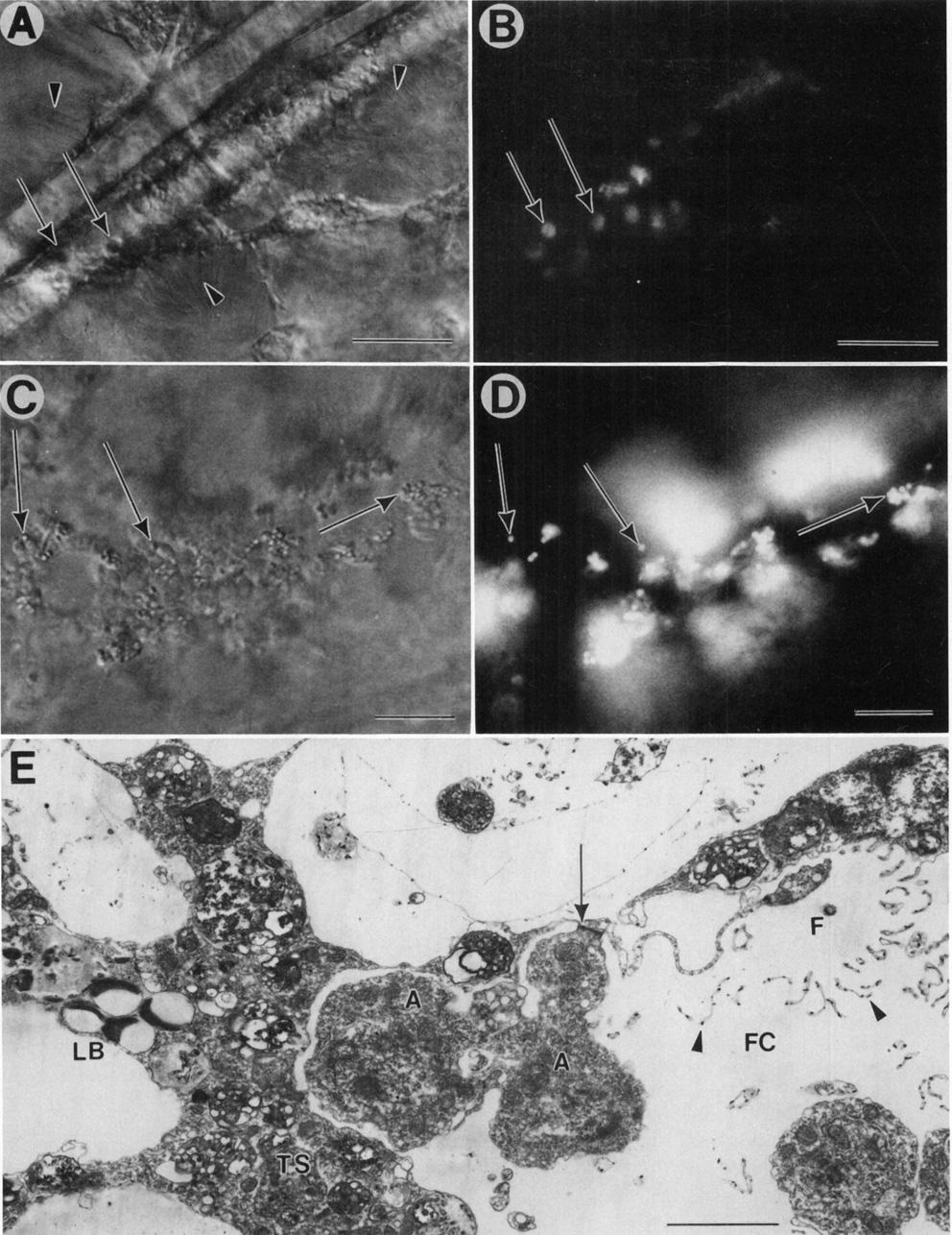 Feeding in a Hexactinellid Sponge 231 Fig. 3. Uptake of particles by sandwich cultures of R. dawsoni. A.B. The internalized golden-brown algae, I.