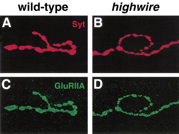 Highwire Regulates Synaptic Growth 317 Figure 3.