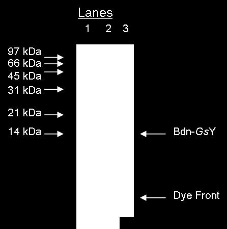 Figure 4-10. SDS-PAGE analysis of Badan-labeled G. stearothermophilus CheY. Samples of Bdn-GsY were run on a 17.5 % SDS-polyacrylamide gel.