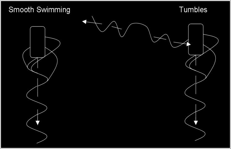 A B Figure 1-1. How E. coli Cells Swim. (A) During "smooth swimming," the flagellar filaments, located randomly on the cell surface, rotate counterclockwise and form a bundle at one end of the cell.