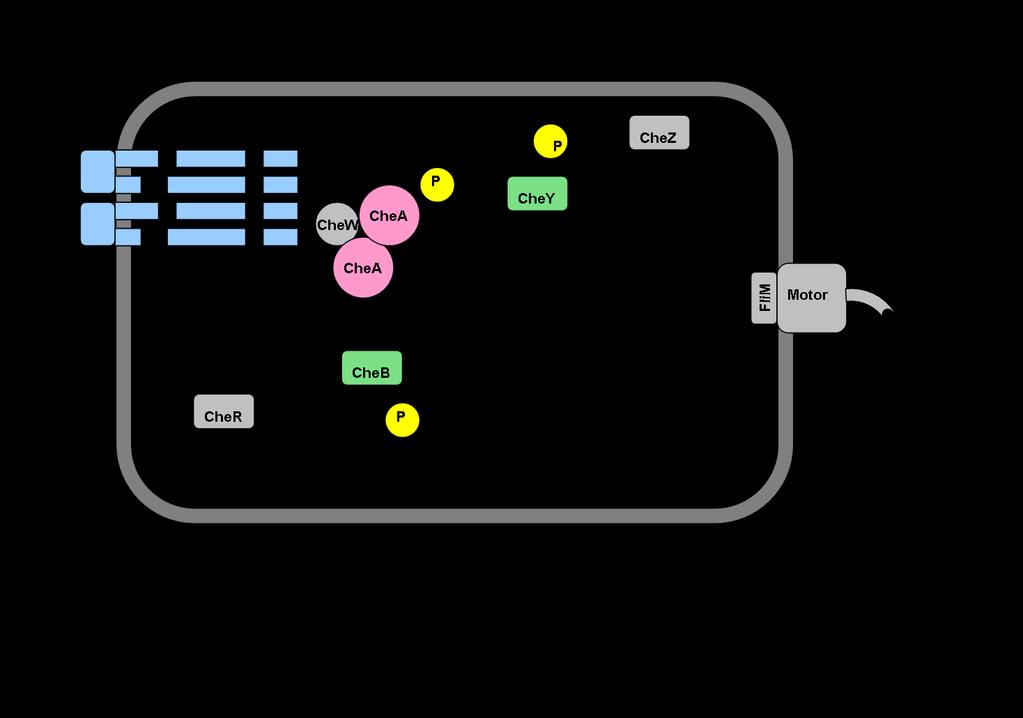 Figure 1-5. The Essential Components of the E. coli Chemotaxis System.