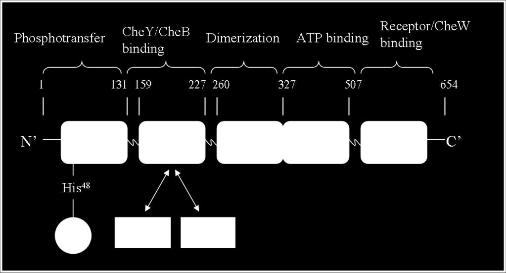 Figure 1-7. The Structural and Functional Domains of Escherichia coli CheA. CheA has five domains as defined by various NMR, X-ray crystallography and protease sensitivity methods.