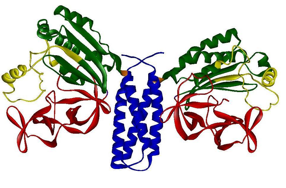 N N C C Figure 1-8. Ribbon Diagram Representing the Crystal Structure of the P3-P4-P5 Domains from the Thermotoga maritima CheA Dimer.
