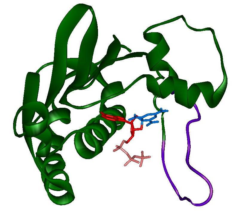 A B Figure 2-2. Ribbon Diagram of the Crystal Structure of the P4 domain from Thermotoga maritima CheA Bound to the Nucleotide Analogue TNP-ATP.