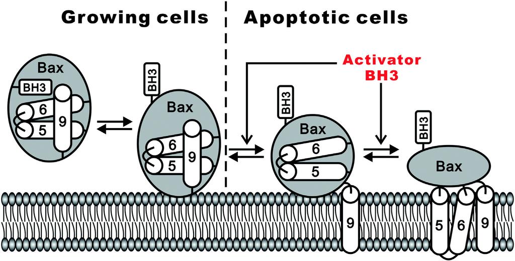 X. Chi et al. / Biochimica et Biophysica Acta 1843 (2014) 2100 2113 2105 Fig. 2. Bax undergoes a step-wise activation mechanism that is tightly controlled by multiple equilibria.