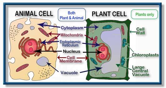 7.2 CELL STRUCTURE The student will investigate and understand that all living things are composed of cells. Key concepts include a. cell structure and organelles b.