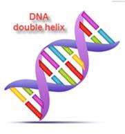 LS. 12 GENETICS LS.12 The student will investigate and understand that organisms reproduce and transmit genetic information to new generations. Key concepts include a. the structure and role of DNA b.