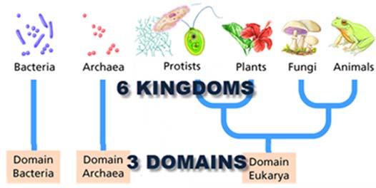 LS.4 HEIRARCHY AND CLASSIFICATION OF ORGANISMS a. the distinguishing characteristics of domains of organisms; b. the distinguishing characteristics of kingdoms of organisms; c.