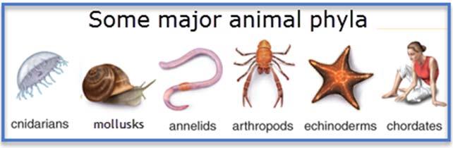ANIMAL PHYLA & PLANT DIVISIONS PHYLA - Some important animal groups (phyla) are the cnidarians